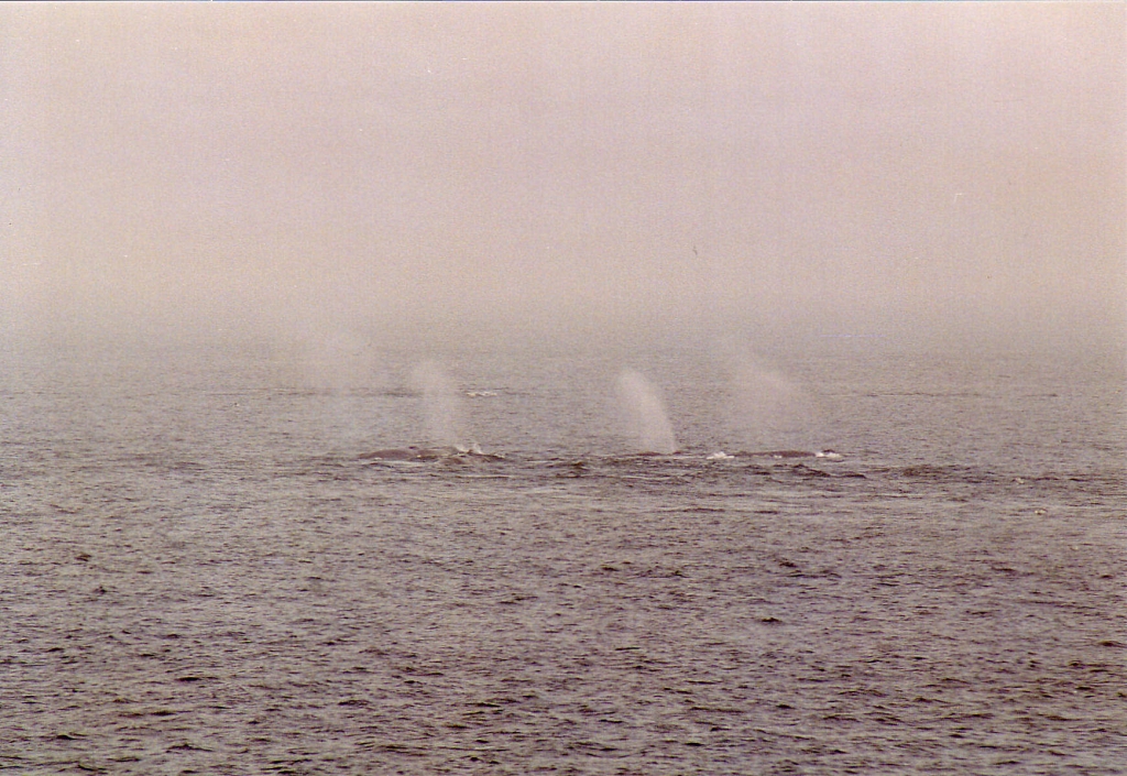 03 -Tadoussac (7).jpg